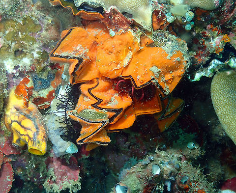Cockscomb oyster (Lopha cristagalli) Kapal Indah, Lembeh. Cockscomb oyster,Lopha cristagalli