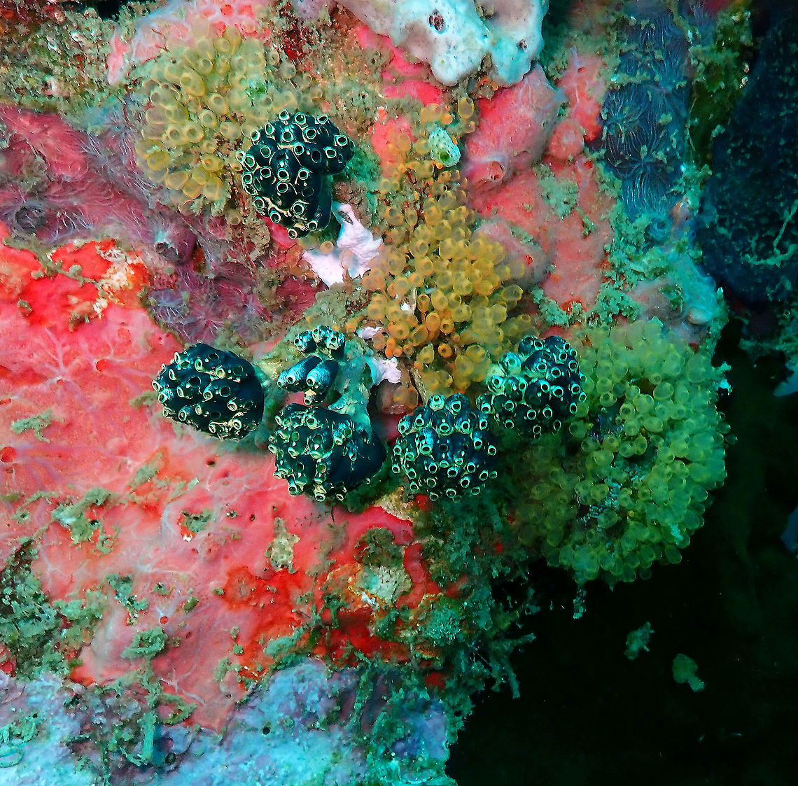 Lollipop tunicate (Nephtheis fascicularis) Kapal Indah, Lembeh. It is the green ones. Lollipop Tunicate,Nephtheis fascicularis