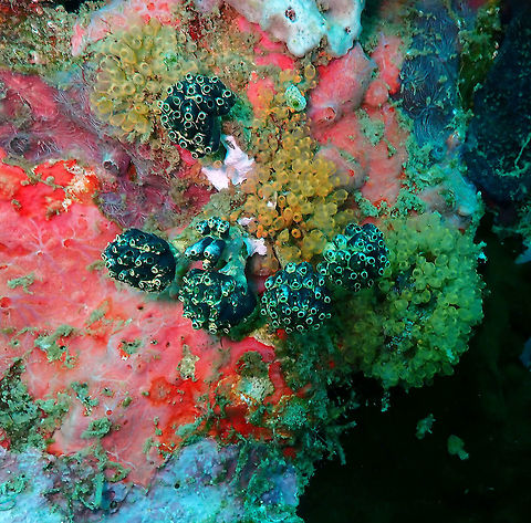 Lollipop tunicate (Nephtheis fascicularis) Kapal Indah, Lembeh. It is the green ones. Lollipop Tunicate,Nephtheis fascicularis