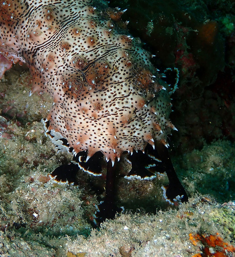 Blackspotted Sea Cucumber (Pearsonothuria graeffei) Kapal Indah, Lembeh.<br />
Zoom-in to show the black feeding tentacles.<br />
Full view in next posting: <br />
<figure class="photo"><a href="https://www.jungledragon.com/image/64206/sea_cucumber_pearsonothuria_graeffei_-_full_body_view.html" title="Sea Cucumber (Pearsonothuria graeffei) - Full body view"><img src="https://s3.amazonaws.com/media.jungledragon.com/images/2298/64206_thumb.jpg?AWSAccessKeyId=05GMT0V3GWVNE7GGM1R2&Expires=1769040010&Signature=Byd%2FbOu%2B6ZUwr8Du%2FwNXXD3gzx8%3D" width="200" height="150" alt="Sea Cucumber (Pearsonothuria graeffei) - Full body view Kapal Indah, Lembeh. Geotagged,Indonesia,Pearsonothuria graeffei,Spring" /></a></figure> Geotagged,Indonesia,Pearsonothuria graeffei,Spring