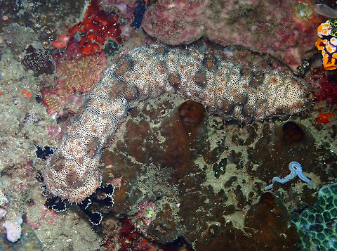 Sea Cucumber (Pearsonothuria graeffei) - Full body view Kapal Indah, Lembeh. Geotagged,Indonesia,Pearsonothuria graeffei,Spring