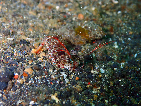 Pink-Eared Mantis Shrimp (Odontodactylus latirostris) Jahir, Lembeh. Geotagged,Indonesia,Odontodactylus latirostris,Pink-Eared Mantis Shrimp,Spring