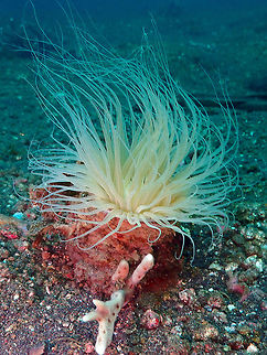 Cerianthid Anemone (Pachycerianthus fimbriatus) Jahir, Lembeh. Geotagged,Indonesia,Pachycerianthus fimbriatus,Spring,fimbriatus