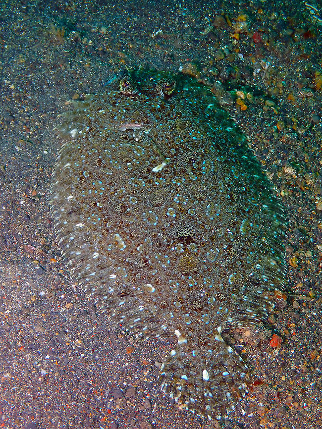 Leopard Flounder (Bothus pantherinus) Jahir, Lembeh. Bothus pantherinus,Geotagged,Indonesia,Leopard flounder,Spring