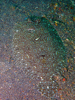 Leopard Flounder (Bothus pantherinus) Jahir, Lembeh. Bothus pantherinus,Geotagged,Indonesia,Leopard flounder,Spring