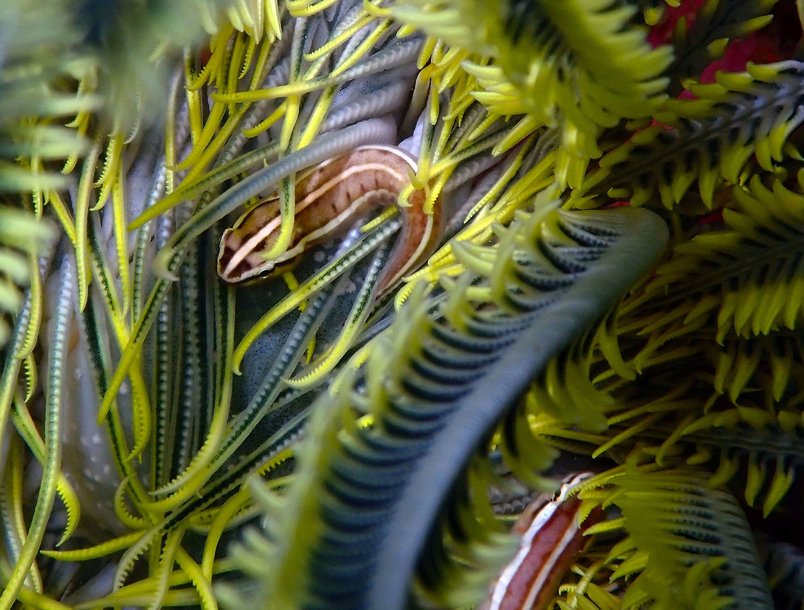 Crinoid clingfish (Discotrema crinophila) Kapal Indah, Lembeh. Crinoid clingfish,Discotrema crinophilum,Geotagged,Indonesia,Spring,clingfish