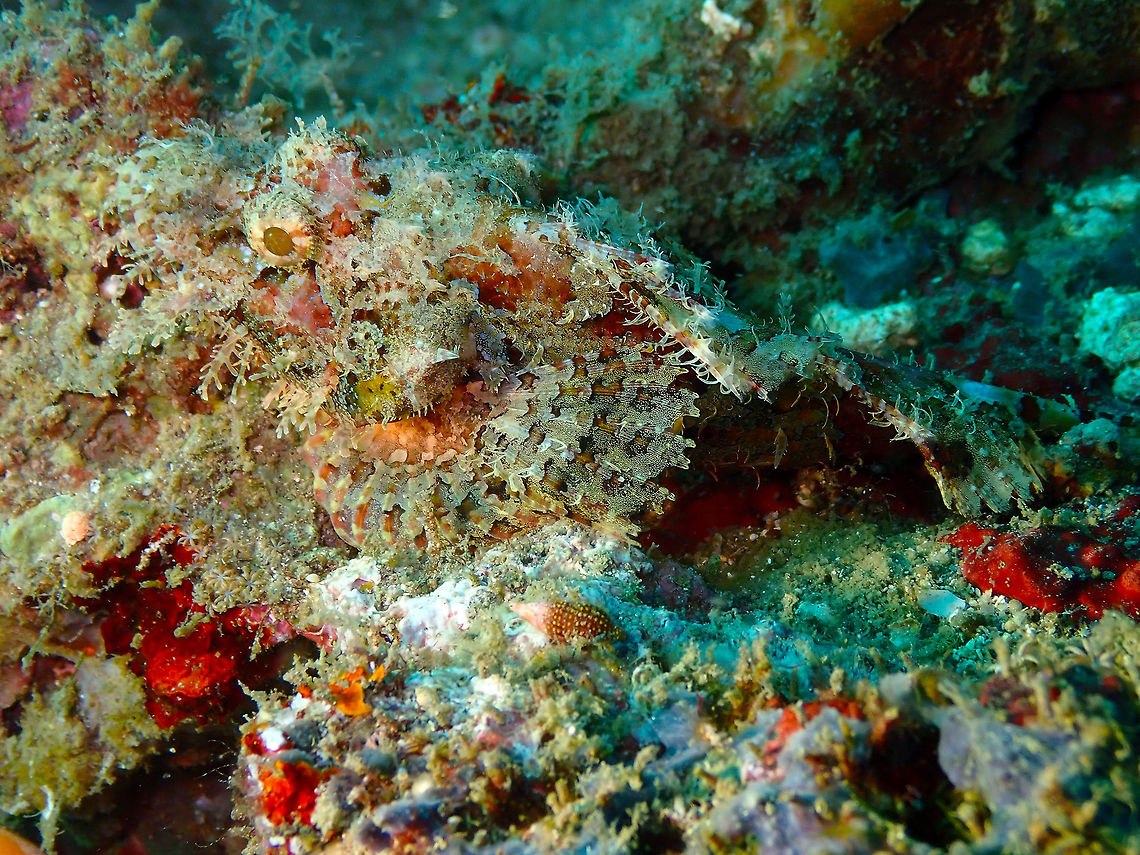 Raggy Scorpionfish (Scorpaenopsis venosa) Kapal Indah, Lembeh. Geotagged,Indonesia,Raggy Scorpionfish,Scorpaenopsis venosa,Spring