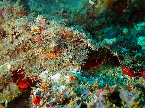 Raggy Scorpionfish (Scorpaenopsis venosa) Kapal Indah, Lembeh. Geotagged,Indonesia,Raggy Scorpionfish,Scorpaenopsis venosa,Spring