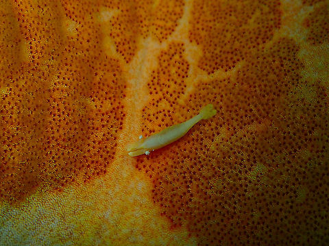 Starfish Shrimp (Periclimenes soror) Kapal Indah, Lembeh. Geotagged,Indonesia,Periclimenes soror,Spring,Starfish shrimp