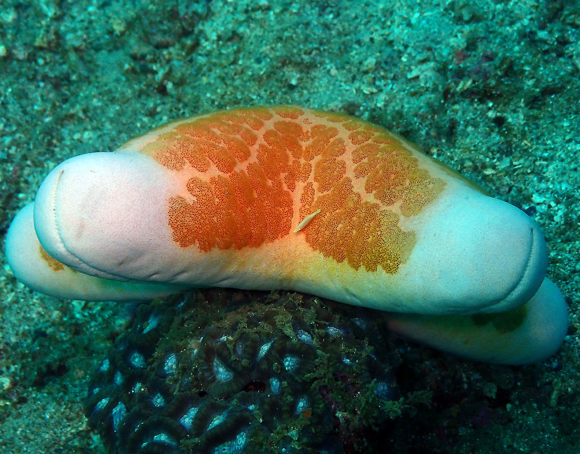 Granulated sea Star with Periclimenes soror Kapal Indah, Lembeh.<br />
This is a full view of the sea star where the shrimp from the previous posting is located. Choriaster granulatus