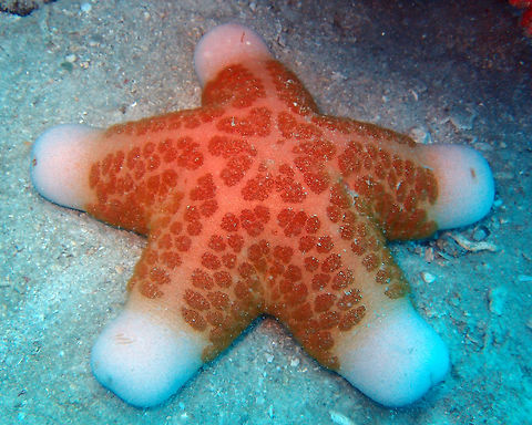 Granulated Sea Star Lankayan, Borneo. Seen in Goby Rock. Oct 1, 2015.    Choriaster granulatus,Fall,Geotagged,Malaysia