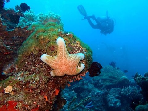Granulated Sea Star Dauin, Philippines. Oct 5, 2012.       Choriaster granulatus,Fall,Geotagged,Philippines