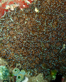 Fluorescence Grass Coral (Galaxea fascicularis) Kapal Indah, Lembeh. Fluorescence grass coral,Galaxea fascicularis,Geotagged,Indonesia,Spring