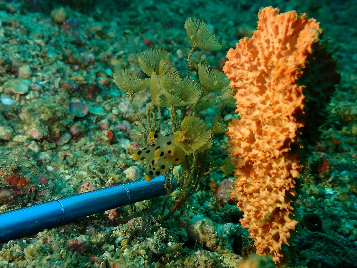 Ok, is a #Pikachu-like# Nudibranch (Tecathera sp.)  :-D Kapal indah, Lembeh. Geotagged,Indonesia,Spring