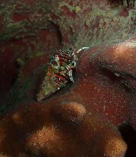 Beautiful Hermit Crab (Calcinus pulcher) Kapal Indah, Lembeh. Beautiful Hermit Crab,Calcinus pulcher,Geotagged,Indonesia,Spring