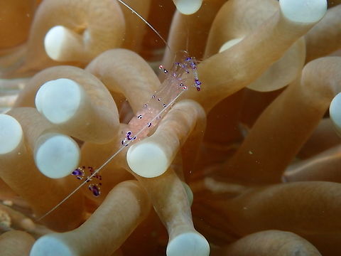 Saravasti Anemone Shrimp (Periclimenes saravasti) Diver's Lodge House Reef, Lembeh.
A very pregnant shrimp. Geotagged,Indonesia,Periclimenes sarasvati,Sarasvati Anemone Shrimp,Spring