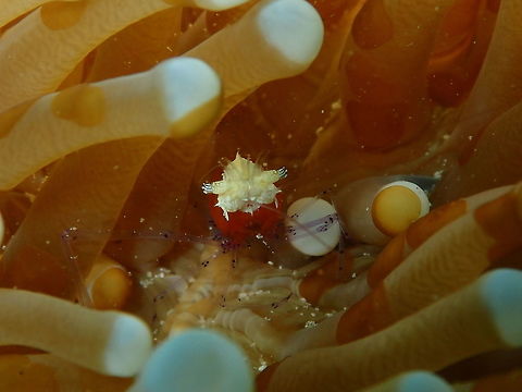 Mushroom Coral Shrimp (Cuapetes kororensis) Diver's Lodge House Reef, Lembeh. Cuapetes kororensis,Geotagged,Indonesia,Mushroom coral shrimp,Spring