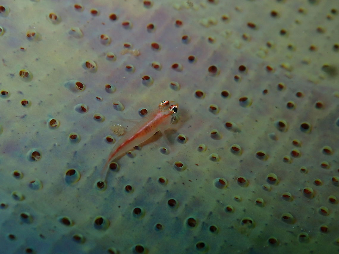 Michel's ghost goby (Pleurosicya micheli) Diver's Lodge House Reef, Lembeh. Geotagged,Indonesia,Michel's ghost goby,Pleurosicya micheli,Spring