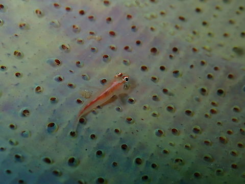 Michel's ghost goby (Pleurosicya micheli) Diver's Lodge House Reef, Lembeh. Geotagged,Indonesia,Michel's ghost goby,Pleurosicya micheli,Spring