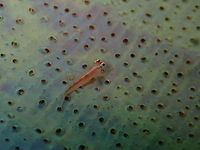 Michel's ghost goby (Pleurosicya micheli) Diver's Lodge House Reef, Lembeh. Geotagged,Indonesia,Michel's ghost goby,Pleurosicya micheli,Spring