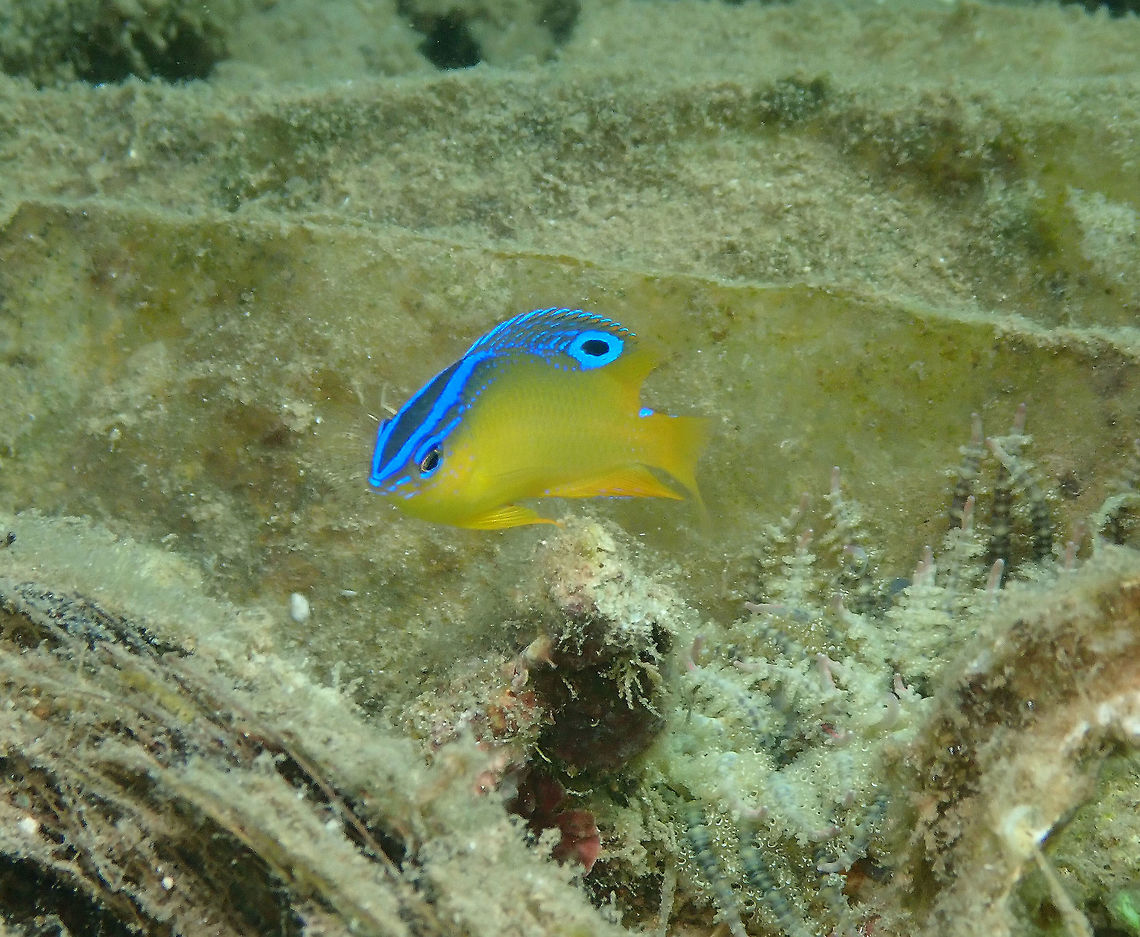 Bluespot Damsel (Pomacentrus grammorhynchus) - Juvenile Diver&#039;s Lodge House Reef, Lembeh. Bluespot Damsel,Geotagged,Indonesia,Pomacentrus grammorhynchus,Spring