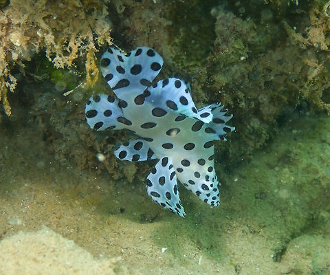 Barramundi cod (Cromileptes altivelis) Diver's Lodge House Reef, Lembeh. Cromileptes altivelis,Geotagged,Humpback grouper,Indonesia,Spring