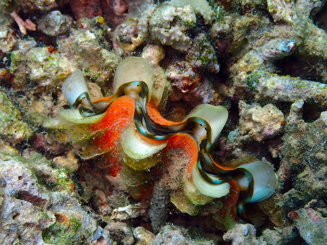 Scaly Clam (Tridacna squamosa) Diver&#039;s Lodge House Reef, Lembeh. Fluted giant clam,Geotagged,Indonesia,Spring,Tridacna squamosa