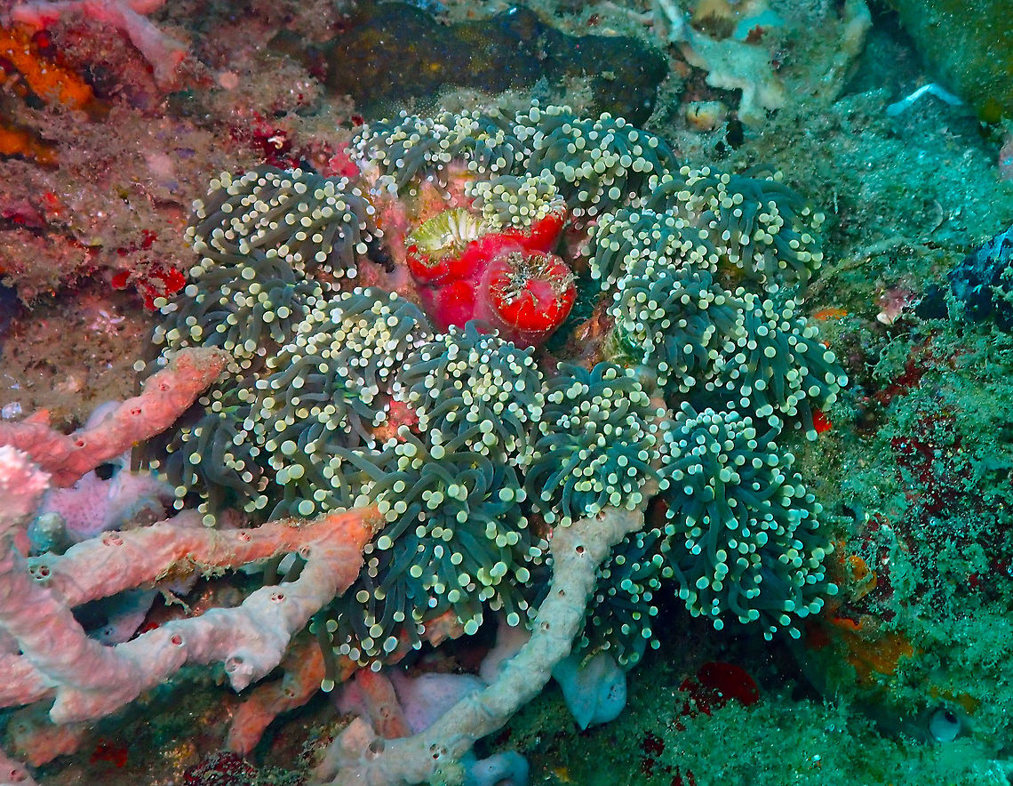 Heliofungia actiniformis Kapal Indah, Lembeh.<br />
Before you ask, no, I have no idea if the red center is part of the coral. It could be tubes of it covered on red sponge or it could be another coral. Animals are very enmeshed in the coral reef :-) Geotagged,Heliofungia actiniformis,Indonesia,Spring