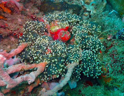 Heliofungia actiniformis Kapal Indah, Lembeh.
Before you ask, no, I have no idea if the red center is part of the coral. It could be tubes of it covered on red sponge or it could be another coral. Animals are very enmeshed in the coral reef :-) Geotagged,Heliofungia actiniformis,Indonesia,Spring