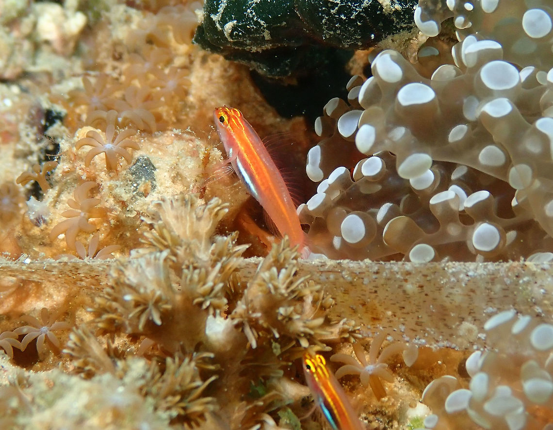 Neon Pygmy Goby (Eviota pellucida) Diver&#039;s Lodge House Reef, Lembeh. Eviota pellucida,Geotagged,Indonesia,Spring