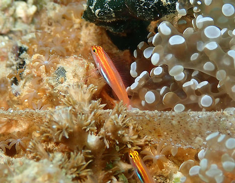 Neon Pygmy Goby (Eviota pellucida) Diver's Lodge House Reef, Lembeh. Eviota pellucida,Geotagged,Indonesia,Spring