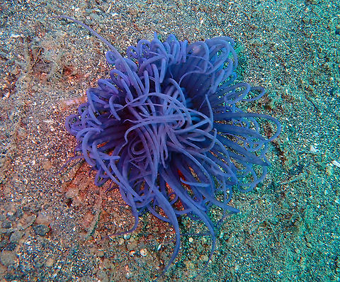 Cerianthidae-1 Coconut Garden, Lembeh. Cerianthidae,Geotagged,Indonesia,Spring