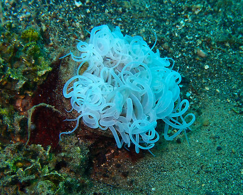 Cerianthidae-2 Coconut Garden, Lembeh. Cerianthidae,Geotagged,Indonesia,Spring