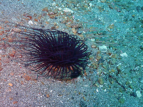 Cerianthidae Pantai Parigi, Lembeh. Cerianthidae,Geotagged,Indonesia,Spring