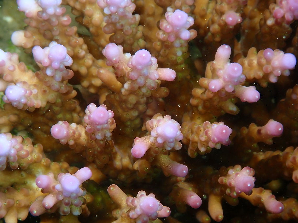 Acropora valida Diver&#039;s Lodge House Reef, Lembeh. Acropora valida,Geotagged,Indonesia,Spring