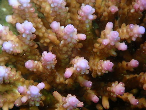 Acropora valida Diver's Lodge House Reef, Lembeh. Acropora valida,Geotagged,Indonesia,Spring