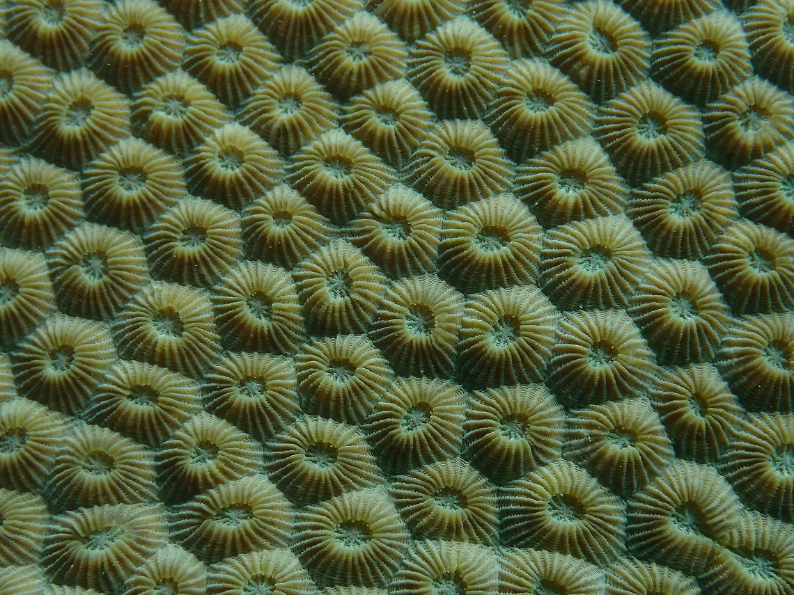 Honeycomb coral (Diploastrea heliopora) Diver&#039;s Lodge House Reef, Lembeh. Diploastrea heliopora,Geotagged,Indonesia,Spring