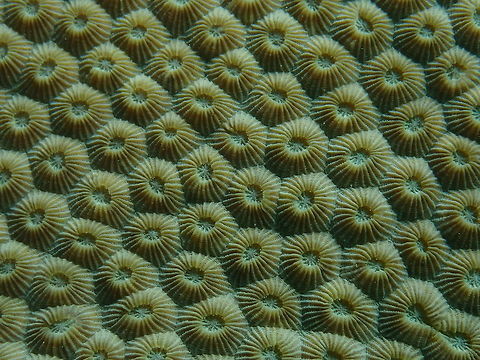 Honeycomb coral (Diploastrea heliopora) Diver's Lodge House Reef, Lembeh. Diploastrea heliopora,Geotagged,Indonesia,Spring
