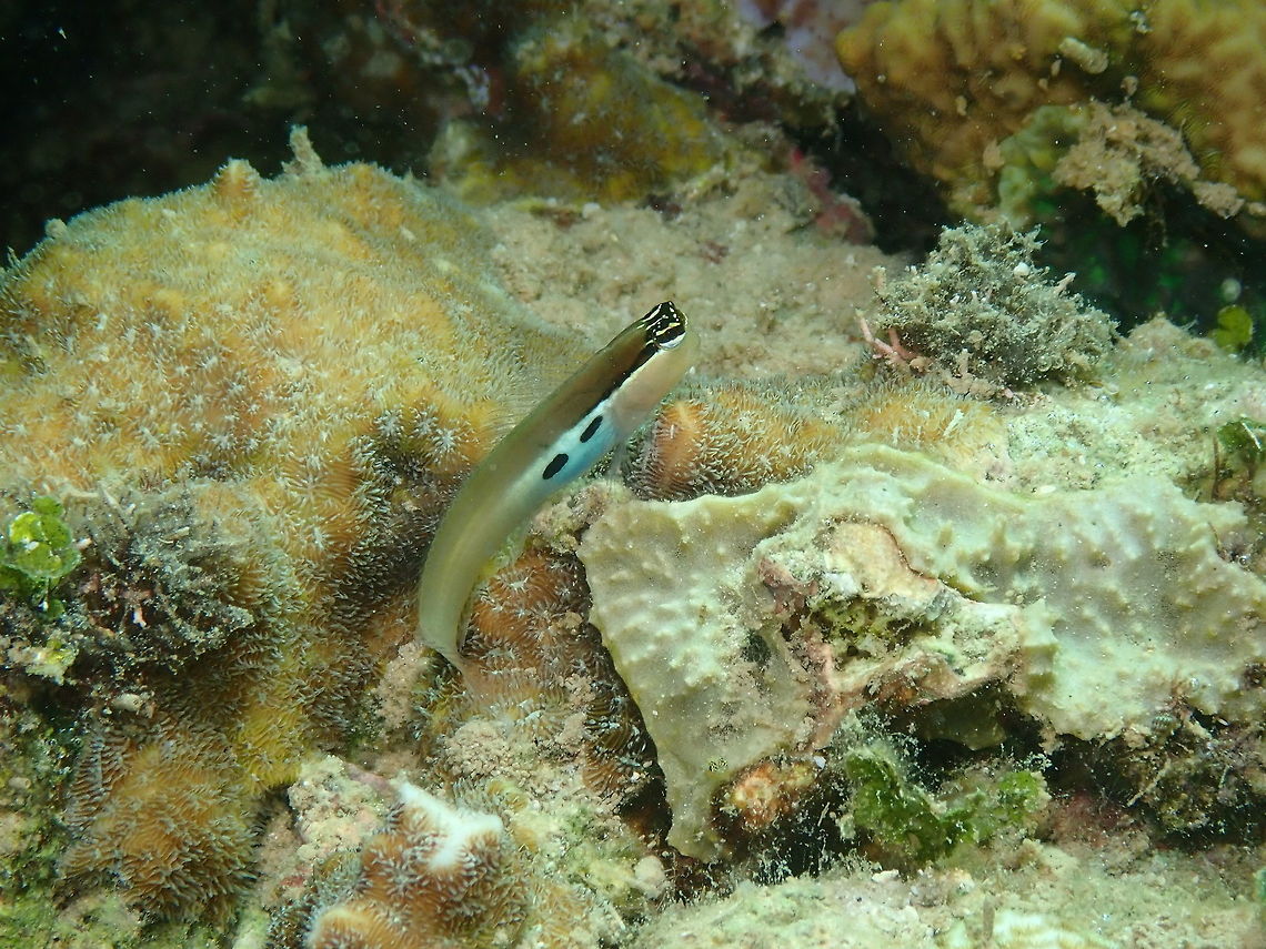 Twinspot Coral Blenny (Ecsenius bimaculatus) Diver&#039;s Lodge House Reef, Lembeh. Ecsenius bimaculatus,Geotagged,Indonesia,Spring