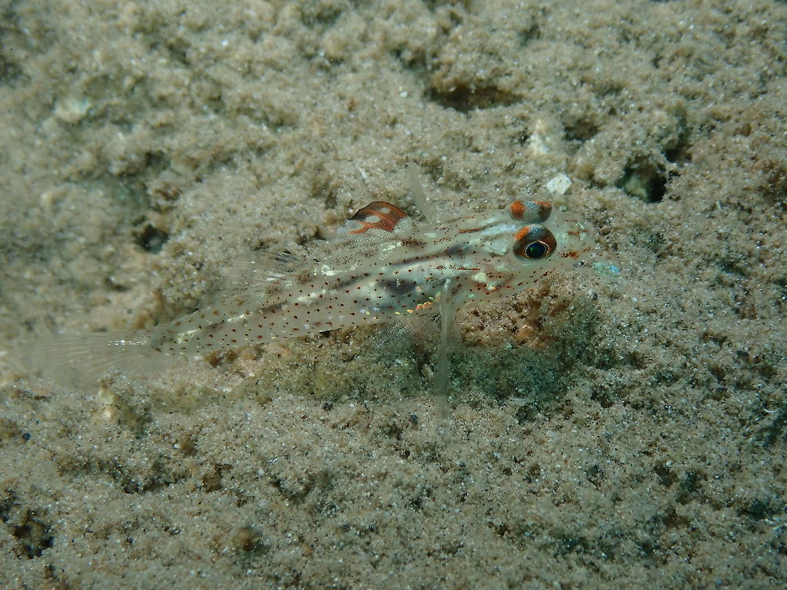 Flasher/Signal Goby (Fusigobius/Coryphopterus signipinnis) Diver&#039;s Lodge House Reef, Lembeh.<br />
They were sharing sand holes with shrimps of Cuapetes genus shown in next posting. Fusigobius signipinnis,Geotagged,Indonesia,Spring