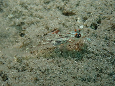 Flasher/Signal Goby (Fusigobius/Coryphopterus signipinnis) Diver's Lodge House Reef, Lembeh.
They were sharing sand holes with shrimps of Cuapetes genus shown in next posting. Fusigobius signipinnis,Geotagged,Indonesia,Spring