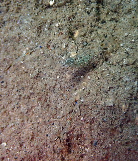 Almost transparent (Cuapetes sp.) Diver's Lodge House Reef, Lembeh.
These were not easy to see at first, only when they moved you could notice the floor was full of them :-) Cuapetes,Geotagged,Indonesia,Spring,shrimp