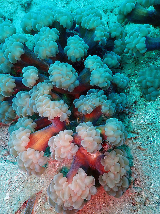Branching Bubble Coral (Plerogyra simplex) Lembeh.<br />
Near-threatened status. Branching Bubble Coral,Geotagged,Indonesia,Plerogyra simplex,Spring