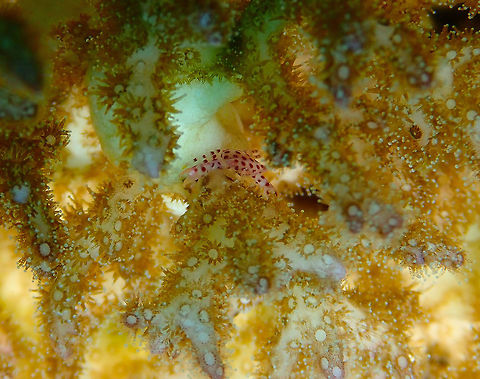 Trapezia tigrina  Geotagged,Indonesia,Red Spotted Guard Crab,Spring,Trapezia tigrina