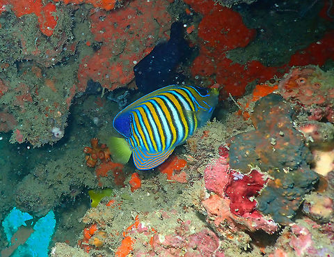 Regal angelfish (Pygoplites diacanthus) Diver's Lodge House Reef, Lembeh. Geotagged,Indonesia,Pygoplites diacanthus,Royal angelfish,Spring