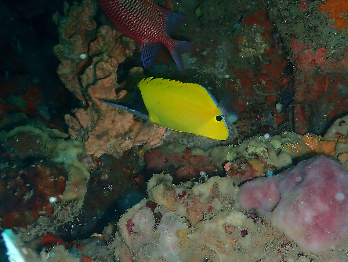 Yellow Longnose Butterflyfish (Forcipiger flavissimus) Diver&#039;s Lodge House Reef, Lembeh. Forcipiger flavissimus,Geotagged,Indonesia,Spring,Yellow longnose butterflyfish