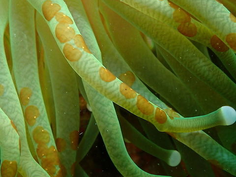 Acoel Flatworms (Waminoa brickneri) on Fungia coral Diver's lodge House Reef, Lembeh.
These worms can infect corals in large numbers (see also next spotting) and harm their host by shading and by destroying the protective mucus layer, reducing the coral defenses. So no good news to see many of these on a coral.
https://link.springer.com/article/10.1007/s00338-012-0919-7

https://www.jungledragon.com/image/64456/acoel_flatworm_waminoa_brickneri_in_tubastrea_coral.html Acoel Flatworm,Geotagged,Indonesia,Spring,Waminoa brickneri