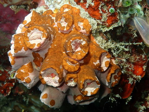 Acoel Flatworm (Waminoa brickneri) in Tubastrea coral Kapal Indah, Lembeh.
Another case of massive infestation of a Tubastrea soft coral with acoel flatworms. The coral is soft pink and it has its polyps retracted. Not a happy sight ... Acoel Flatworm,Geotagged,Indonesia,Spring,Waminoa brickneri