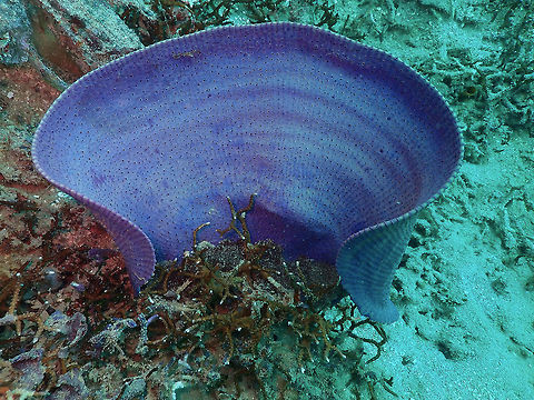 Elephant Ear Sponge (Ianthella basta) Diver's Lodge House Reef, Lembeh.
A zoom in on the sponge surface can be seen in this goby spotting:
https://www.jungledragon.com/image/64252/michels_ghost_goby_pleurosicya_micheli.html Geotagged,Ianthella basta,Indonesia,Spring