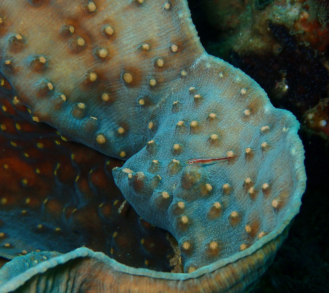 Mycedium robokaki - Raspberry Eye Robokaki Coral Coconut Garden, Lembeh.<br />
With a tiny Michel&#039;s goby cruising by. The ID for the goby is here below, from a different spotting:<br />
<figure class="photo"><a href="https://www.jungledragon.com/image/64252/michels_ghost_goby_pleurosicya_micheli.html" title="Michel&#039;s ghost goby (Pleurosicya micheli)"><img src="https://s3.amazonaws.com/media.jungledragon.com/images/2298/64252_thumb.JPG?AWSAccessKeyId=05GMT0V3GWVNE7GGM1R2&Expires=1759968010&Signature=UJJwfkGwLY1CuXozl8GKAhMkmm4%3D" width="200" height="150" alt="Michel&#039;s ghost goby (Pleurosicya micheli) Diver&#039;s Lodge House Reef, Lembeh. Geotagged,Indonesia,Michel&#039;s ghost goby,Pleurosicya micheli,Spring" /></a></figure> Geotagged,Indonesia,Mycedium robokaki,Raspberry Eye Robokaki Coral,Spring